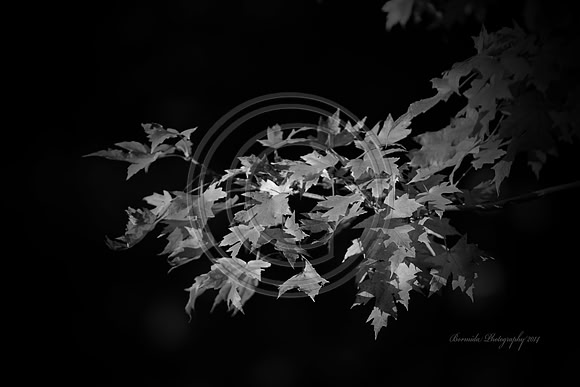 IMG_8971-14b&w