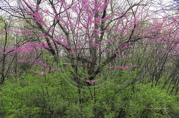 Red Bud 2014