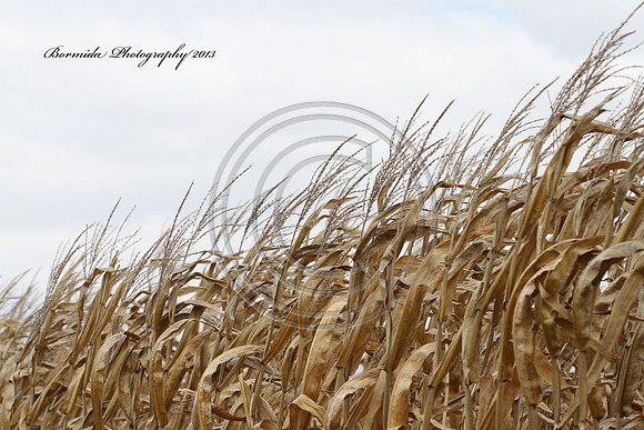 IMG_1274-13